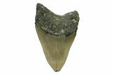 Fossil Megalodon Tooth - North Carolina #338481-1